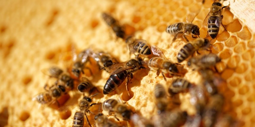 Bienenkönigin, Bienen, Hof Kerkmann, Jürgen Westhoff, Dorsten, Lembeck, Jürgen Alfes