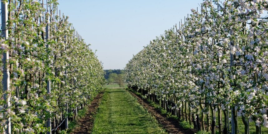 Bienen, Hof Kerkmann, Jürgen Westhoff, Dorsten, Lembeck, Jürgen Alfes, Apfelplantagen