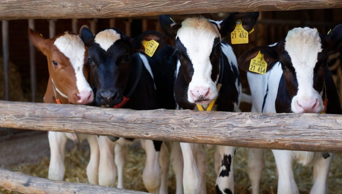 Frische Rohmilch immer lecker ...